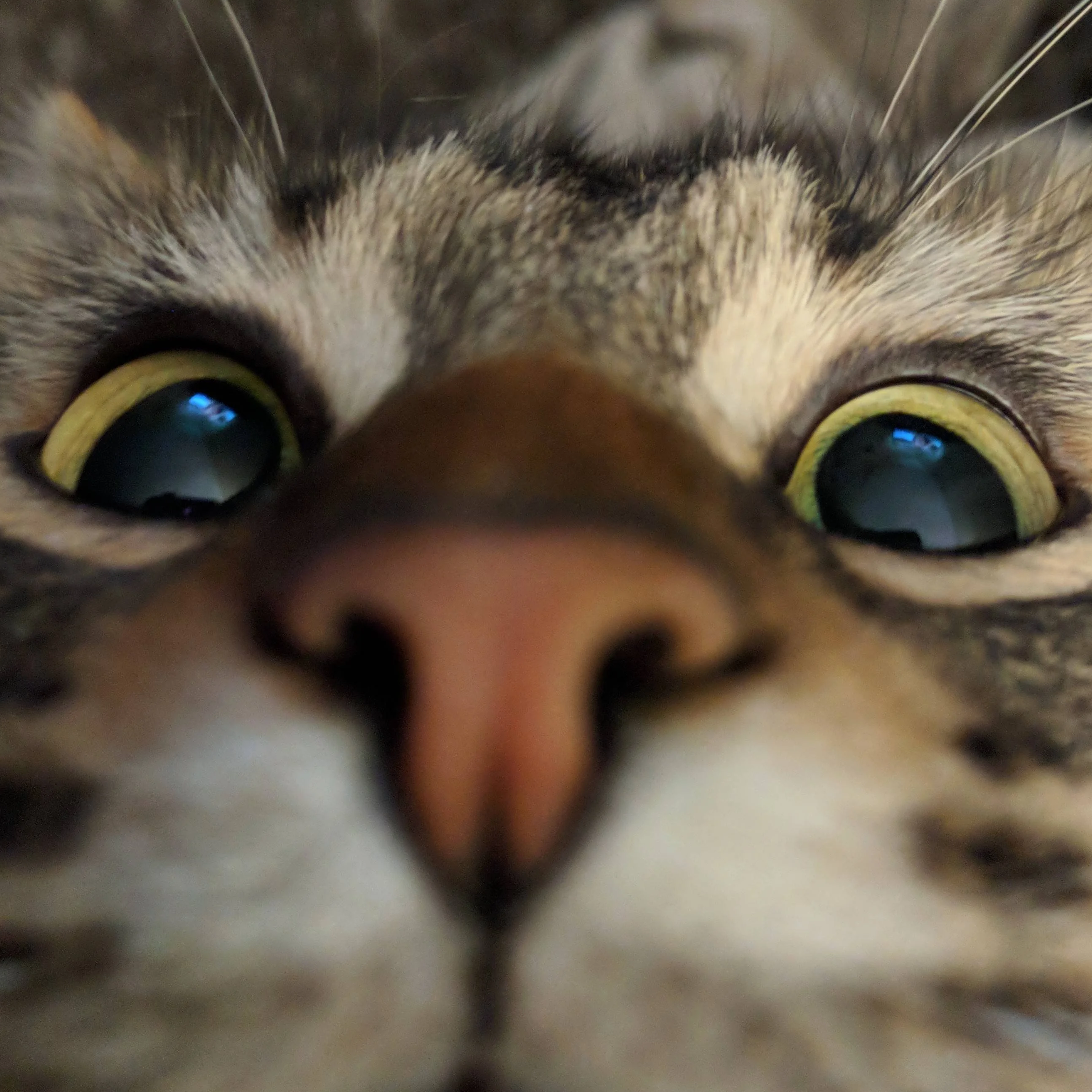 profile pic of GalBeni7